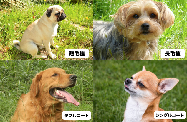 短毛種か長毛種か、シングルコートかダブルコートか