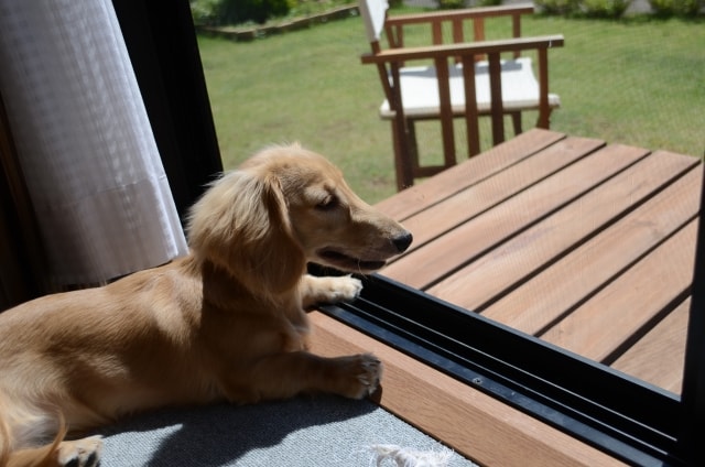 犬が大好きな人とサービスを提供したい