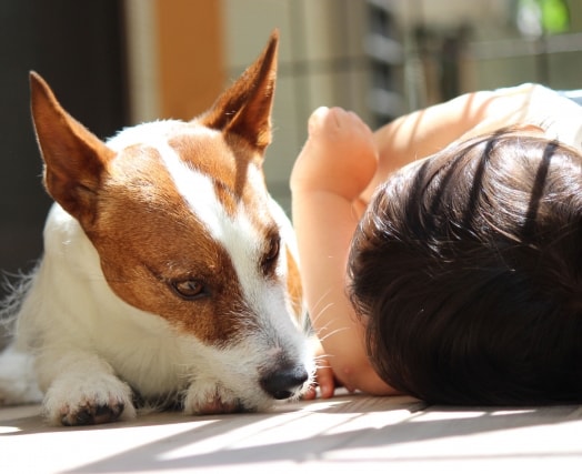 犬との暮らしに共感できる不動産屋さん