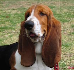 バセット・ハウンド