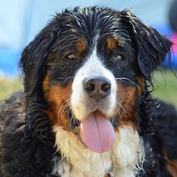 バーニーズ・マウンテン・ドッグ