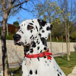 ダルメシアン