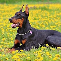 ドーベルマン・ピンシェル