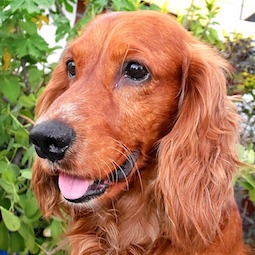 イングリッシュ・コッカー・スパニエル