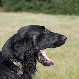 フラットコーテッド・レトリバー