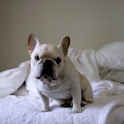 フレンチブルドッグ