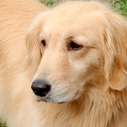 ゴールデン・レトリーバー