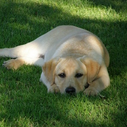 ラブラドール・レトリーバー