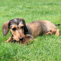 ミニチュア・ダックスフンド