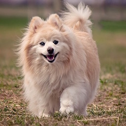 ポメラニアン