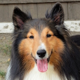 シェットランド・シープドッグ