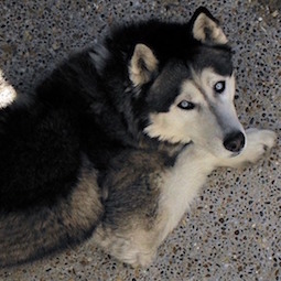 シベリアン・ハスキー