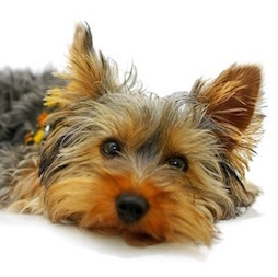 ヨークシャーテリア