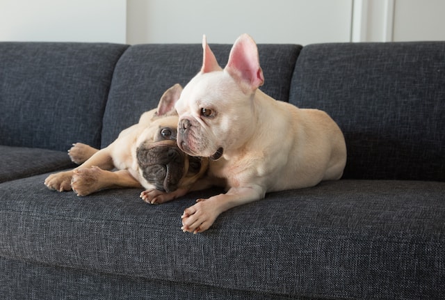 大好きな犬のためにできることはなんだろう。